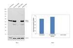 SMAD3 Antibody