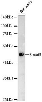 SMAD3 Antibody in Western Blot (WB)