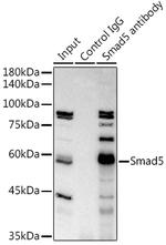 SMAD5 Antibody in Immunoprecipitation (IP)