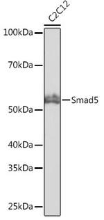 SMAD5 Antibody in Western Blot (WB)