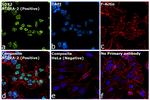 SOX2 Antibody in Immunocytochemistry (ICC/IF)