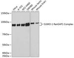 SUMO1 Antibody in Western Blot (WB)