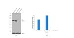 YAP1 Antibody