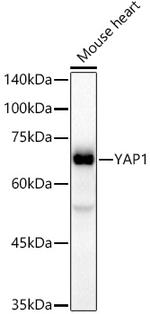 YAP1 Antibody in Western Blot (WB)