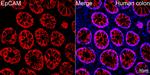 EpCAM Antibody in Immunohistochemistry (Paraffin) (IHC (P))