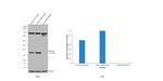 EpCAM Antibody in Western Blot (WB)