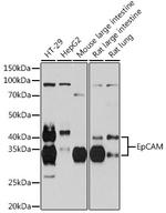 EpCAM Antibody in Western Blot (WB)