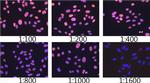 Lamin A/C Antibody in Immunocytochemistry (ICC/IF)