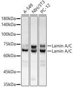 Lamin A/C Antibody in Western Blot (WB)