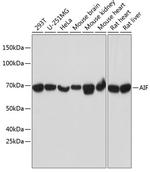 AIF Antibody in Western Blot (WB)