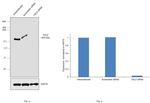 TSC2 Antibody