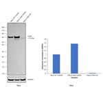 CHK2 Antibody in Western Blot (WB)