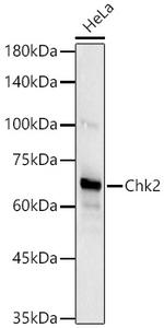 CHK2 Antibody in Western Blot (WB)