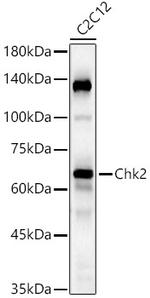 CHK2 Antibody in Western Blot (WB)