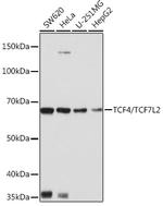 TCF7L2 Antibody in Western Blot (WB)