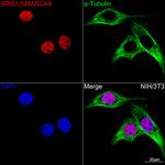 BRG1 Antibody in Immunocytochemistry (ICC/IF)