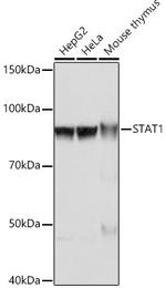 STAT1 Antibody in Western Blot (WB)