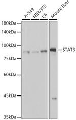 STAT3 Antibody in Western Blot (WB)