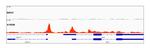 CTCF Antibody in ChIP-Sequencing (ChIP-seq)