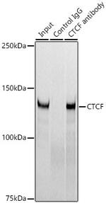 CTCF Antibody in Immunoprecipitation (IP)