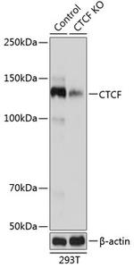 CTCF Antibody