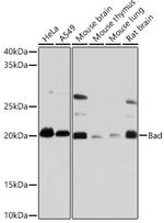 BAD Antibody in Western Blot (WB)