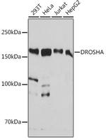 Drosha Antibody in Western Blot (WB)