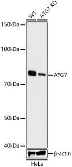 ATG7 Antibody