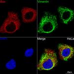 Vimentin Antibody in Immunocytochemistry (ICC/IF)