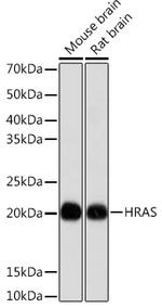 H-Ras Antibody in Western Blot (WB)