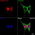 HuR Antibody in Immunocytochemistry (ICC/IF)