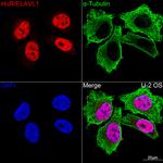 HuR Antibody in Immunocytochemistry (ICC/IF)