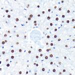 HuR Antibody in Immunohistochemistry (Paraffin) (IHC (P))