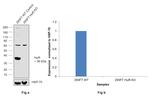 HuR Antibody in Western Blot (WB)