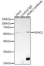 HDAC2 Antibody in Immunoprecipitation (IP)