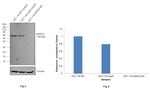 HDAC2 Antibody in Western Blot (WB)