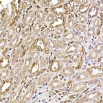 ERK2 Antibody in Immunohistochemistry (Paraffin) (IHC (P))