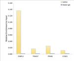 GATA3 Antibody in ChIP Assay (ChIP)