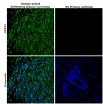 GATA3 Antibody in Immunohistochemistry (Paraffin) (IHC (P))