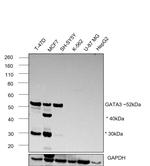 GATA3 Antibody