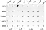 H3R2me1 Antibody in Dot Blot (DB)