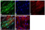 SP1 Antibody in Immunocytochemistry (ICC/IF)