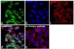 SP1 Antibody in Immunocytochemistry (ICC/IF)