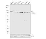 SP1 Antibody in Western Blot (WB)