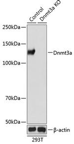 DNMT3A Antibody