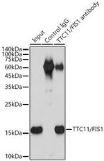 FIS1 Antibody in Immunoprecipitation (IP)