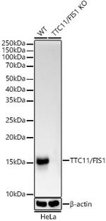 FIS1 Antibody in Western Blot (WB)