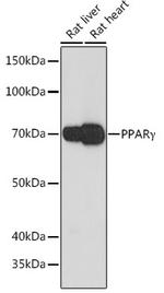 PPAR gamma Antibody in Western Blot (WB)