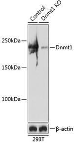 DNMT1 Antibody