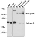 Cathepsin D Antibody in Western Blot (WB)